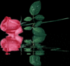 My_flower